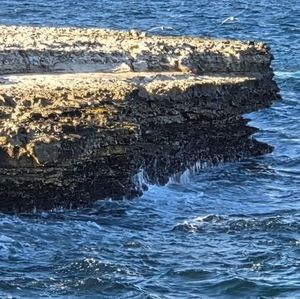 Meet your Posher, Garveyite